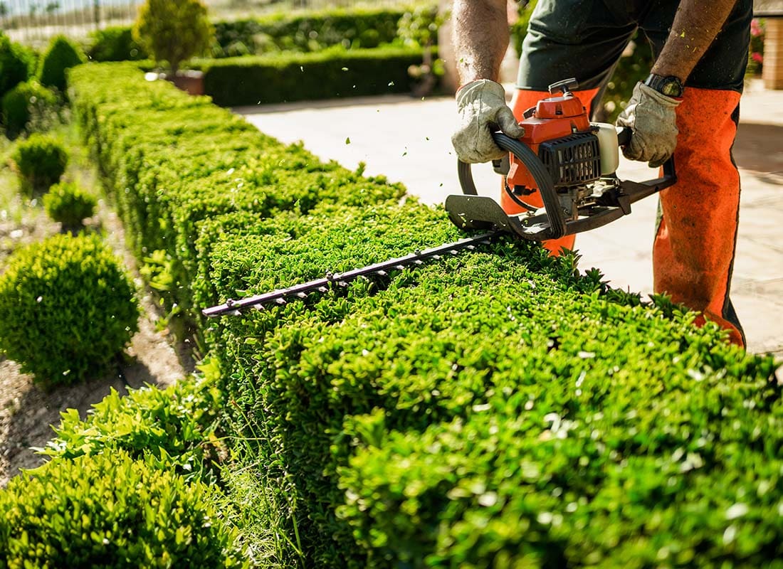 Insurance by Industry - Closeup View of a Landscaper Using a Hedge Trimming Tool on Vibrant Green Bushes on a Sunny Day